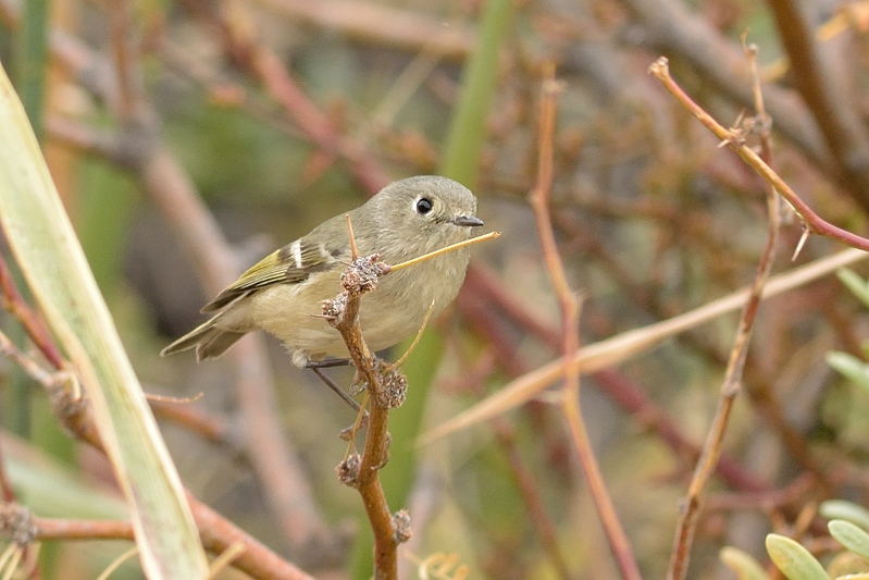 Geelbuikhyliota